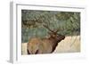 In the Woods - A Strong Mature Bull Elk, with its Massive Antlers, Walking between Ponderosa Pines-Sean Xu-Framed Photographic Print