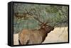 In the Woods - A Strong Mature Bull Elk, with its Massive Antlers, Walking between Ponderosa Pines-Sean Xu-Framed Stretched Canvas