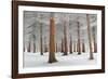 In White-Dragisa Petrovic-Framed Photographic Print