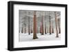 In White-Dragisa Petrovic-Framed Photographic Print