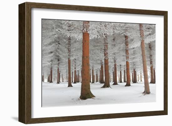 In White-Dragisa Petrovic-Framed Photographic Print