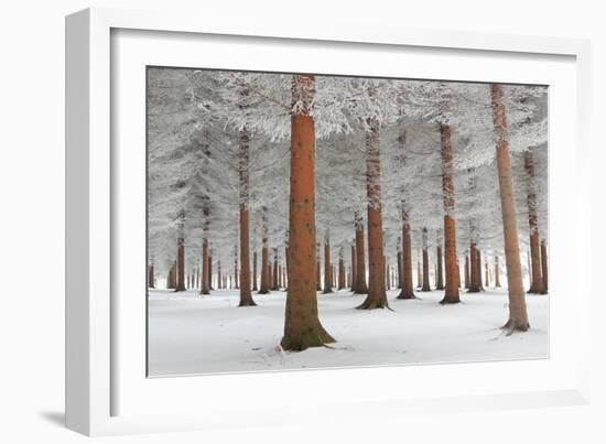 In White-Dragisa Petrovic-Framed Photographic Print