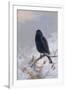 In Winter's Grasp - Blackbird, 1921-Archibald Thorburn-Framed Giclee Print