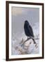 In Winter's Grasp - Blackbird, 1921-Archibald Thorburn-Framed Giclee Print