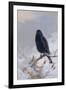 In Winter's Grasp - Blackbird, 1921-Archibald Thorburn-Framed Giclee Print