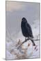 In Winter's Grasp - Blackbird, 1921-Archibald Thorburn-Mounted Giclee Print