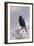 In Winter's Grasp - Blackbird, 1921-Archibald Thorburn-Framed Giclee Print