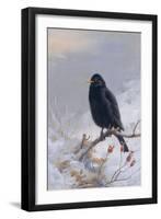 In Winter's Grasp - Blackbird, 1921-Archibald Thorburn-Framed Giclee Print