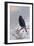 In Winter's Grasp - Blackbird, 1921-Archibald Thorburn-Framed Giclee Print