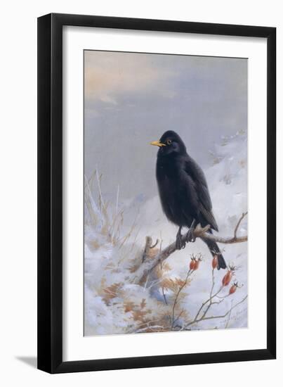 In Winter's Grasp - Blackbird, 1921-Archibald Thorburn-Framed Giclee Print