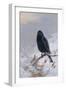 In Winter's Grasp - Blackbird, 1921-Archibald Thorburn-Framed Giclee Print