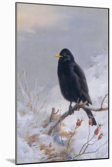 In Winter's Grasp - Blackbird, 1921-Archibald Thorburn-Mounted Giclee Print