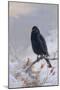 In Winter's Grasp - Blackbird, 1921-Archibald Thorburn-Mounted Giclee Print