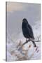 In Winter's Grasp - Blackbird, 1921-Archibald Thorburn-Stretched Canvas