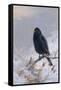 In Winter's Grasp - Blackbird, 1921-Archibald Thorburn-Framed Stretched Canvas