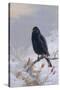 In Winter's Grasp - Blackbird, 1921-Archibald Thorburn-Stretched Canvas