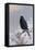 In Winter's Grasp - Blackbird, 1921-Archibald Thorburn-Framed Stretched Canvas