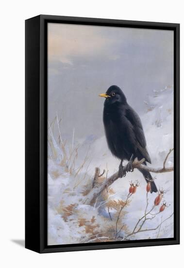 In Winter's Grasp - Blackbird, 1921-Archibald Thorburn-Framed Stretched Canvas