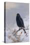 In Winter's Grasp - Blackbird, 1921-Archibald Thorburn-Stretched Canvas