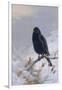 In Winter's Grasp - Blackbird, 1921-Archibald Thorburn-Framed Giclee Print