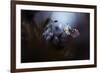 In Your Dreams, Everything Is Alright-Fabien Bravin-Framed Giclee Print