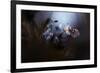 In Your Dreams, Everything Is Alright-Fabien Bravin-Framed Giclee Print