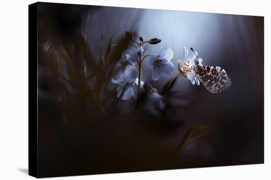 In Your Dreams, Everything Is Alright-Fabien Bravin-Stretched Canvas