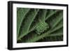 Inachis Io (Peacock Butterfly, European Peacock) - Eggs under Stinging Nettle Leaf-Paul Starosta-Framed Photographic Print