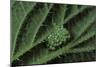 Inachis Io (Peacock Butterfly, European Peacock) - Eggs under Stinging Nettle Leaf-Paul Starosta-Mounted Photographic Print