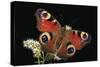 Inachis Io (Peacock Butterfly, European Peacock)-Paul Starosta-Stretched Canvas