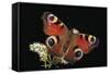 Inachis Io (Peacock Butterfly, European Peacock)-Paul Starosta-Framed Stretched Canvas