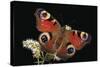 Inachis Io (Peacock Butterfly, European Peacock)-Paul Starosta-Stretched Canvas
