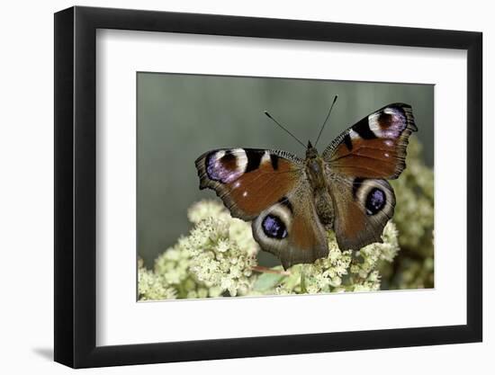 Inachis Io (Peacock Butterfly, European Peacock)-Paul Starosta-Framed Photographic Print