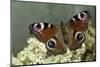 Inachis Io (Peacock Butterfly, European Peacock)-Paul Starosta-Mounted Photographic Print