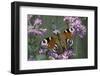 Inachis Io (Peacock Butterfly, European Peacock)-Paul Starosta-Framed Photographic Print