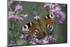 Inachis Io (Peacock Butterfly, European Peacock)-Paul Starosta-Mounted Photographic Print