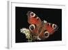 Inachis Io (Peacock Butterfly, European Peacock)-Paul Starosta-Framed Photographic Print