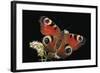 Inachis Io (Peacock Butterfly, European Peacock)-Paul Starosta-Framed Photographic Print