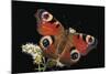 Inachis Io (Peacock Butterfly, European Peacock)-Paul Starosta-Mounted Photographic Print