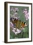 Inachis Io (Peacock Butterfly, European Peacock)-Paul Starosta-Framed Photographic Print