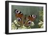 Inachis Io (Peacock Butterfly, European Peacock)-Paul Starosta-Framed Photographic Print