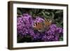 Inachis Io (Peacock Butterfly, European Peacock)-Paul Starosta-Framed Photographic Print