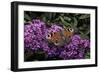 Inachis Io (Peacock Butterfly, European Peacock)-Paul Starosta-Framed Photographic Print