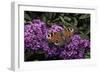 Inachis Io (Peacock Butterfly, European Peacock)-Paul Starosta-Framed Photographic Print