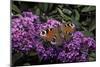 Inachis Io (Peacock Butterfly, European Peacock)-Paul Starosta-Mounted Photographic Print