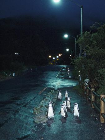 Black Footed Jackass Penguins Walking Along Road at Night, Boulders, South Africa