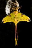 Comet Moth, Comet Butterfly (Argema Mittrei), in Captivity, Madagascar-Iñaki Relanzon-Stretched Canvas