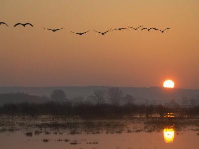 Common Cranes Flying in Formation at Sunrise, Hornborgasjon Lake, Sweden