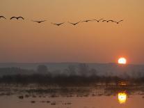 Common Cranes Flying in Formation at Sunrise, Hornborgasjon Lake, Sweden-Inaki Relanzon-Photographic Print