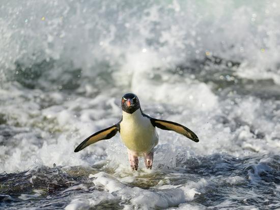 Premium Photographic Print, , large